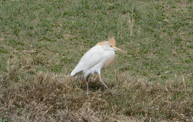 Western cattle egret or Bubulcus ibis with breeding plumage on lake shore with new spring vegetation just starting to cover ground