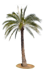 Palm tree isolated on white background.Clipping path.
