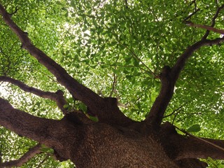 Under the tree