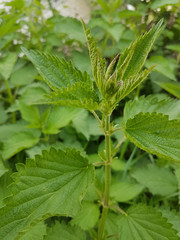 nettles leaves  green herbs background