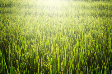 Beautiful paddy fields with dew drops at sunrise