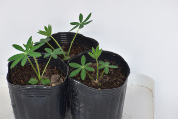 ポット上げしたルピナスの苗