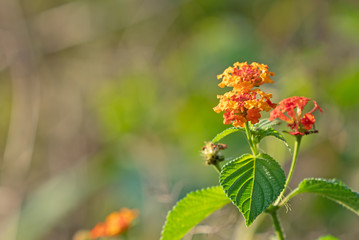 Close up Lantana Camara Flowers with Green Leaves Isolated on Nature Background