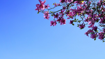 Magnolia blossom tree. Beautiful magnolia flowers against blue sky background close up. Japanese magnolia.