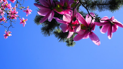 Magnolia blossom tree. Beautiful magnolia flowers against blue sky background close up. Japanese magnolia.