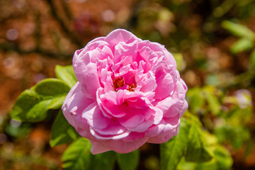 Pink Cotton rose on tree.