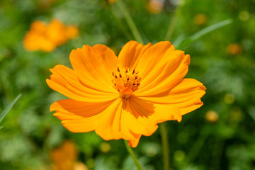 Yellow Cosmos, fresh flower of Sulphureus