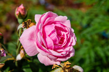 Pink roses