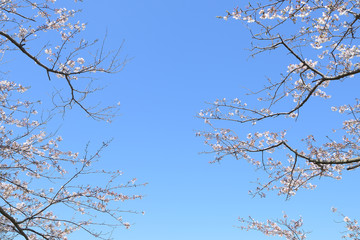 Obraz premium 桜 春らんまん 春 お花見