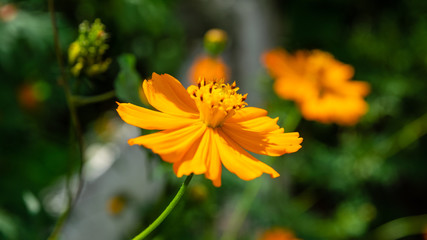 Yellow cosmos flowers