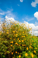 Beautiful yellow cosmos flower