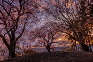 Naklejka na ściany i meble Cherry trees are silhouette with colorful sunset sky