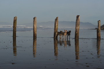 Three Dog Beach 
