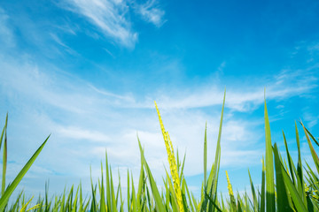 Obraz premium Green rice grain with blue sky background