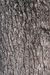 Baumrinde Textur Stadtpark