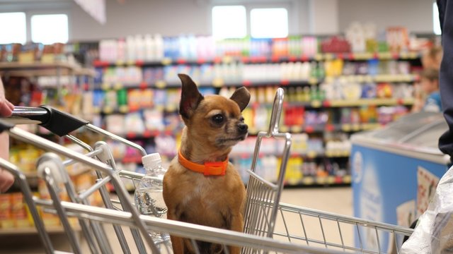 small dog is sitting in supermarket cart an looks around in 4K slow motion close up video