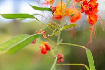 Concept of care for nature. Detail of insect Mantis or Louva-Deus. Praying mantis close up. Brazilian insect.