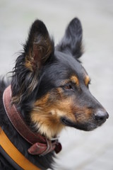 Altdeutscher Hütehund - Altdeutscher Schäferhund