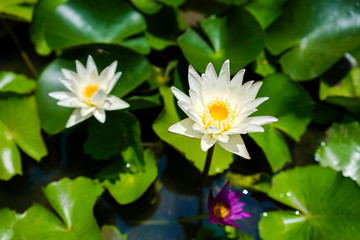 Close up white water lily lotus flower in a pond with lotus leaves in background