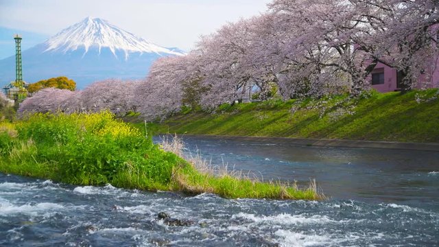 ＜静岡県＞　桜の名所龍巌淵　富士山と桜・潤井川の流れ