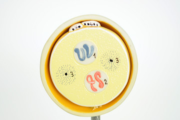 cell of fetus human model anatomy