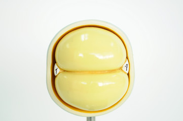 cell of fetus human model anatomy