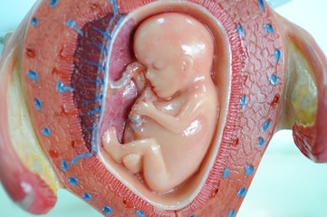 close up to fetus human model