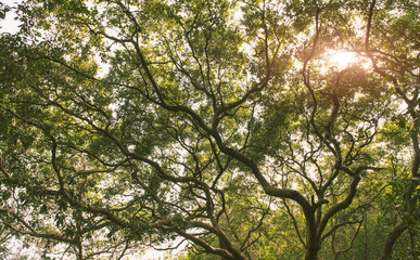 Mangrove forest with sun lighting.