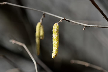 The young blooming long catkins on alder tree branches in early spring