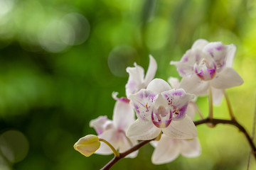 Fototapeta na wymiar White orchid flower on bokeh background.