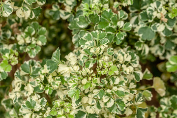 Green plant in the garden for background