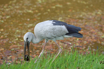 Local bird,Anastomus oscitans or Asian Openbill stork bird walking near the canal and looking for shell food