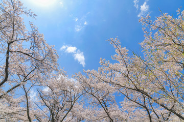 ＜山梨県＞大法師公園　桜まつり