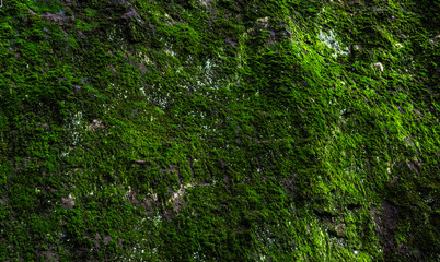 Obraz premium Moss covered