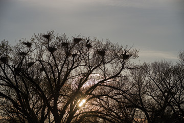 Great Blue Heron Rookery Silhouette