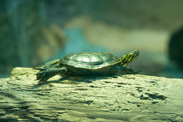 turtle crawling on a tree. in nature