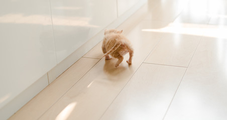 cat walking on the floor