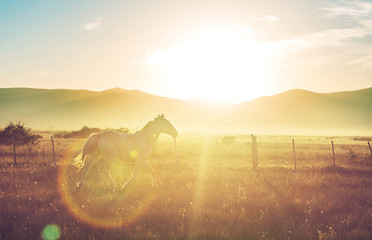 Horse on sunrise