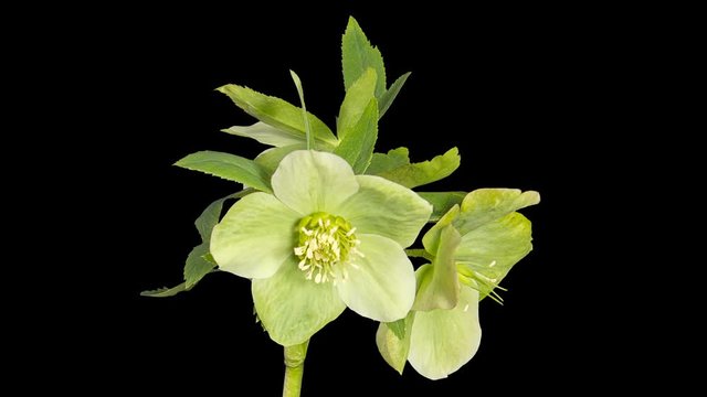 Green hellebore bloom buds ALPHA matte, FULL HD (Helleborus caucasicus)