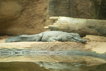 crocodile in the wild