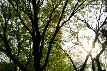 Fototapeta na wymiar trees in spring, back lit