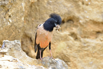 Rosy starling (Pastor roseus)