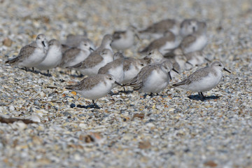 Sanderling
