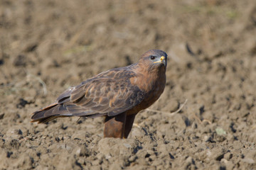 Fototapeta premium Steppe Buzzard (Buteo vulpinus)