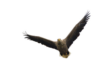 White-tailed Eagle (Haliaeetus albicilla)