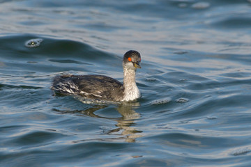 Black-necked Grebe (Podiceps nigricollis)