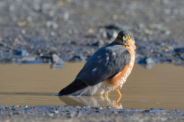 Eurasian Sparrowhawk (Accipiter nisus)