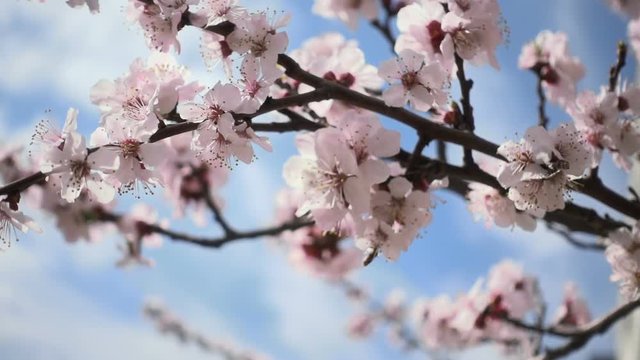 Cherry blossoms. Beautiful pink flowery fruit tree under a blue sky