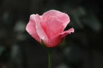 estas son diferentes tipos de flores ,fotos tomadas en diferentes lugares y jardines aqui podemos observar diferentes tipos,texturas ,colores y tamaños .