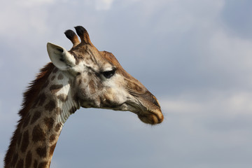 Obraz premium Giraffe / Giraffe / Giraffa Camelopardalis